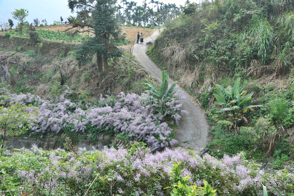 草嶺公路30K,麝香木新景點