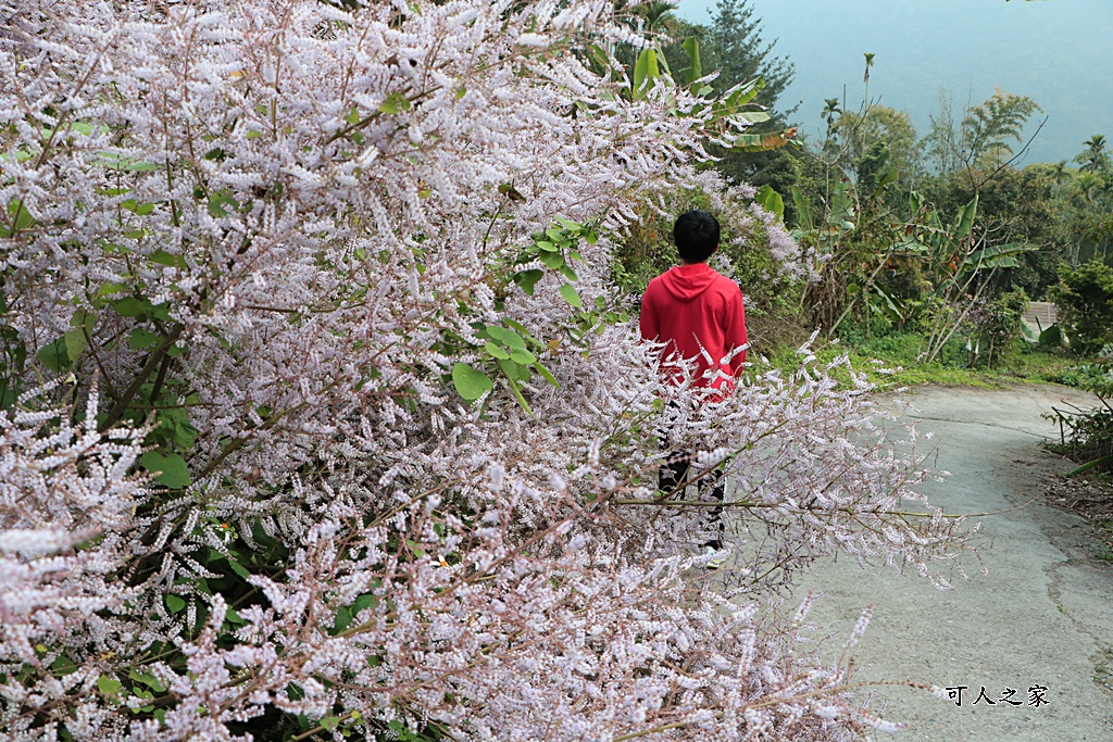 草嶺公路30K,麝香木新景點