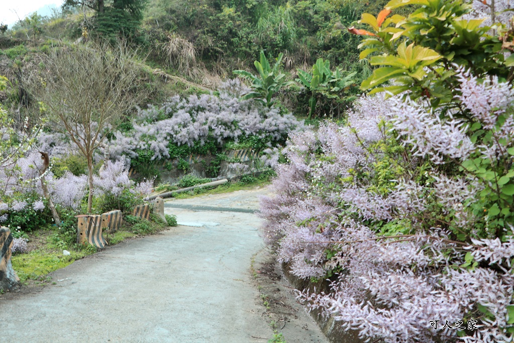 草嶺公路30K,麝香木新景點