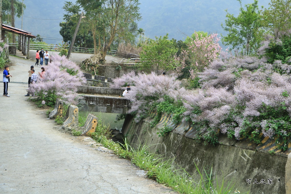 草嶺公路30K,麝香木新景點