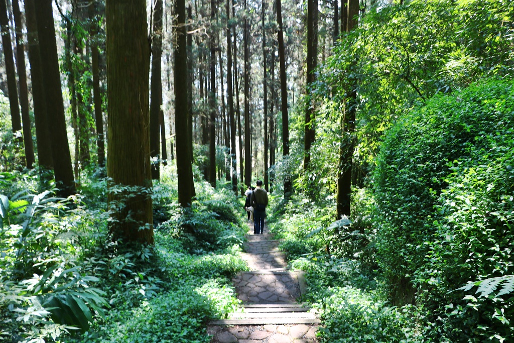 嘉義奮起湖,奮起湖一日遊,奮起湖檜木甜甜圈