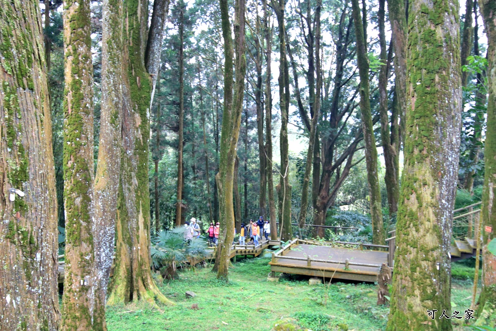 嘉義奮起湖,奮起湖一日遊,奮起湖檜木甜甜圈