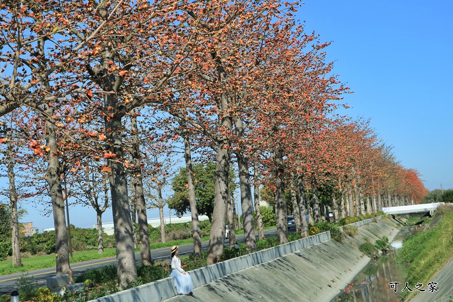 145縣道木棉花,2017年虎尾木棉花,木棉花最新花況,雲林虎尾