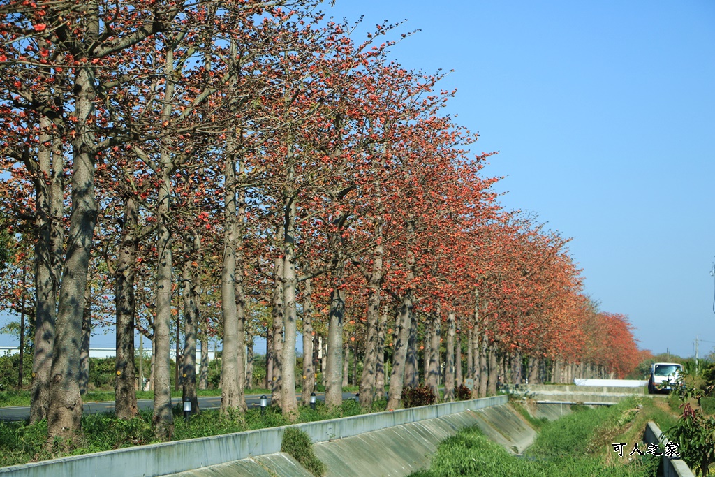 145縣道木棉花,2017年虎尾木棉花,木棉花最新花況,雲林虎尾