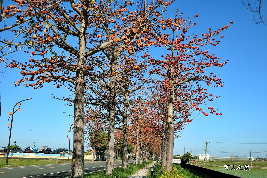 145縣道木棉花,2017年虎尾木棉花,木棉花最新花況,雲林虎尾