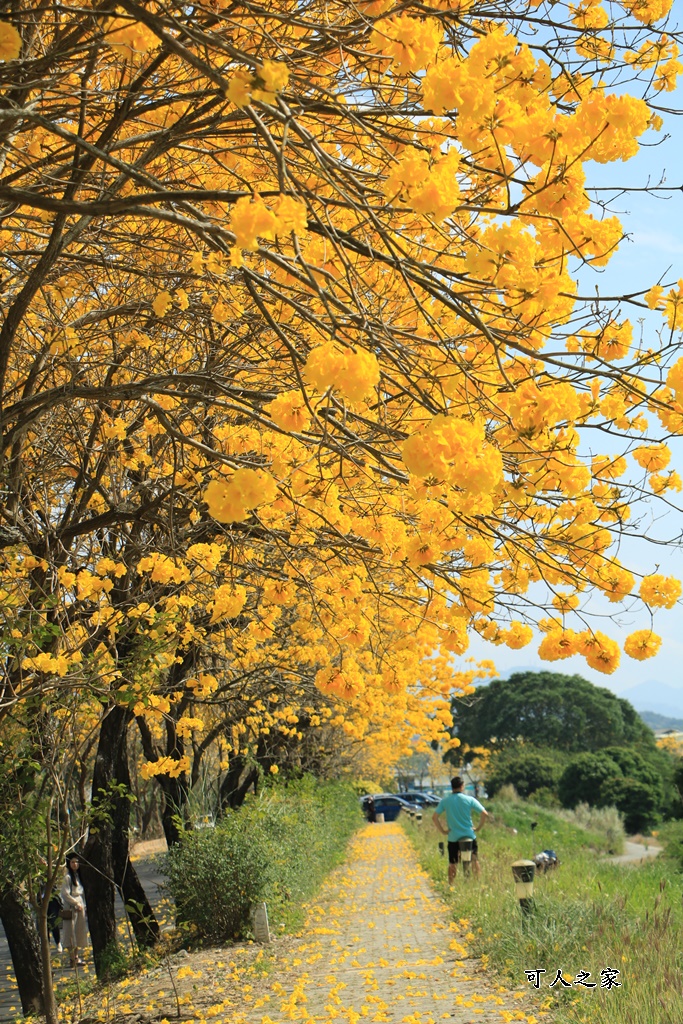 嘉義黃花風鈴木