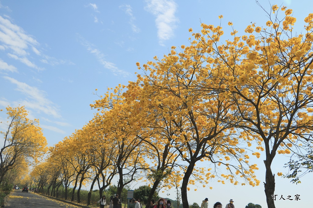 嘉義黃花風鈴木