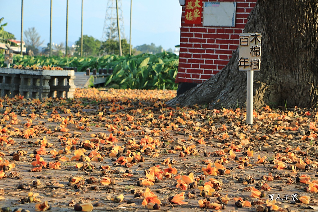 林內教芋部,百年木棉花