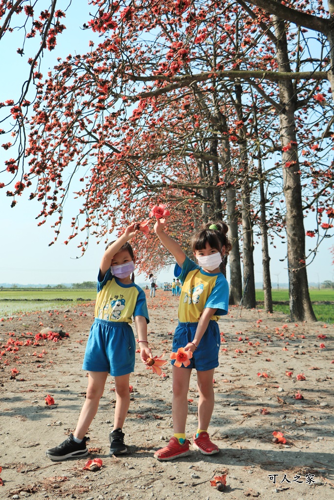 2022竹塘鄉水神傳說木棉花季,竹塘木棉花