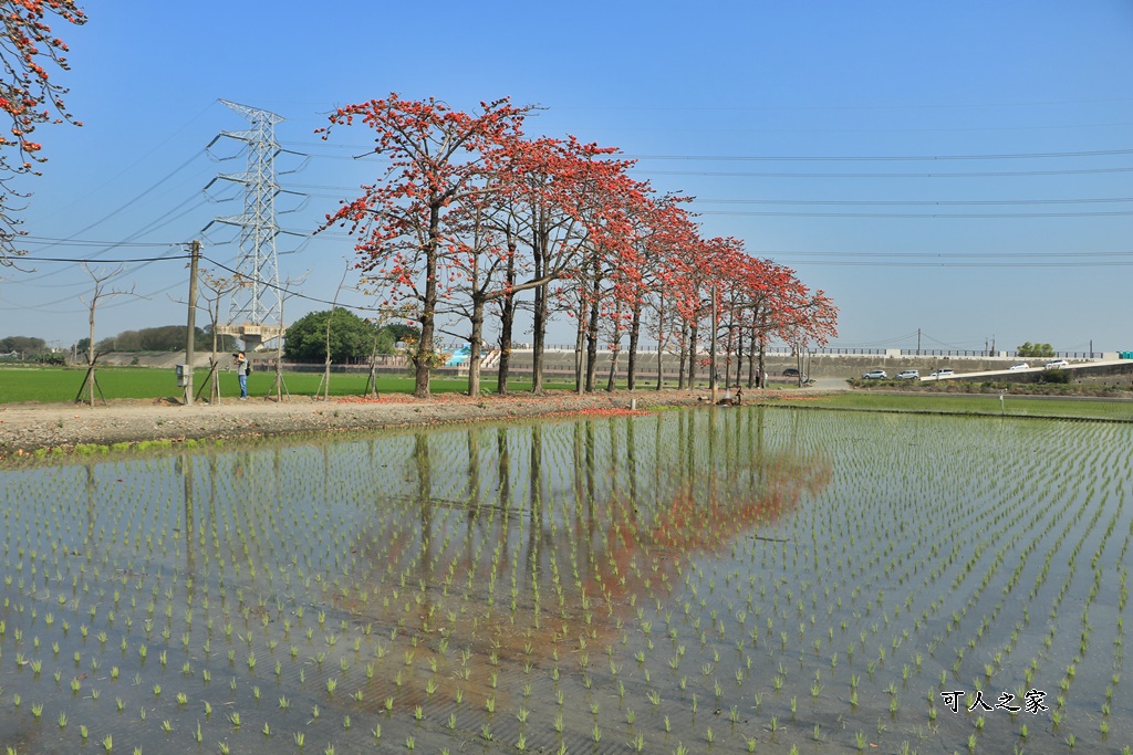 2022竹塘鄉水神傳說木棉花季,竹塘木棉花