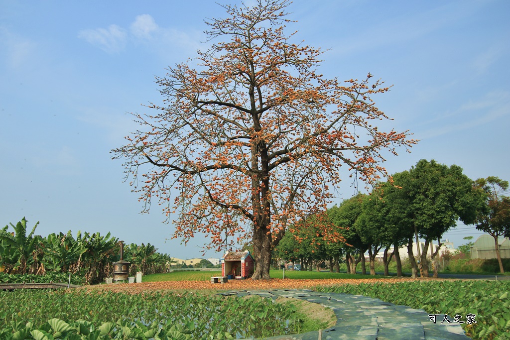 林內教芋部,百年木棉花