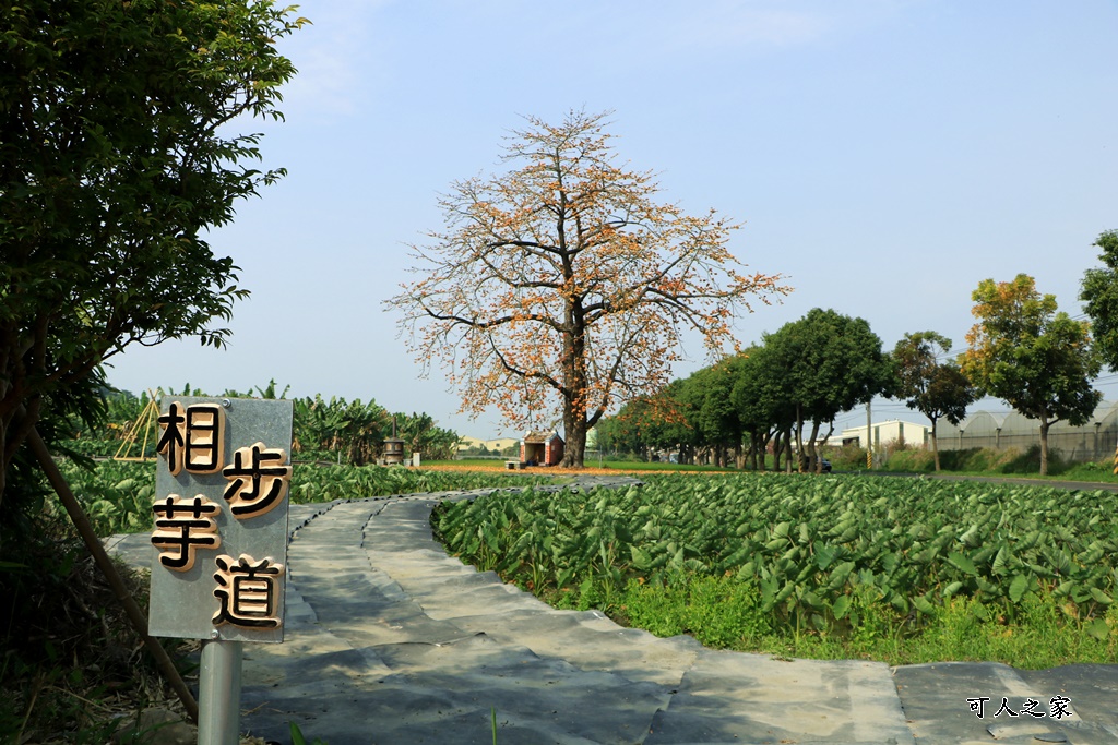 林內教芋部,百年木棉花