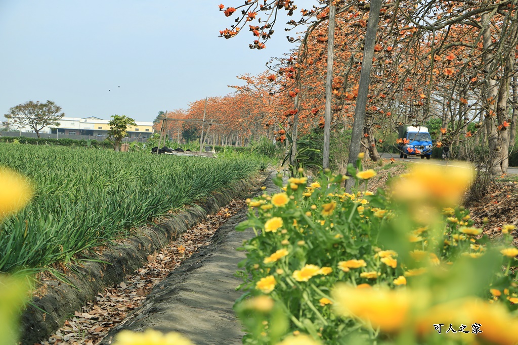 彰化木棉花,木棉花隧道,秘境,綿延4公里