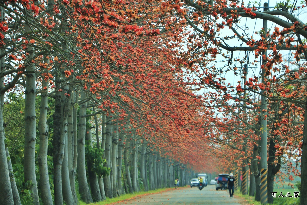 彰化木棉花,木棉花隧道,秘境,綿延4公里