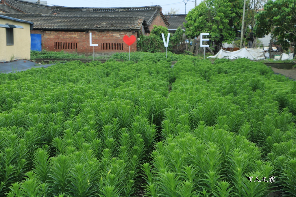 弧挺花,長春園藝孤挺花園,雲林四湖景點