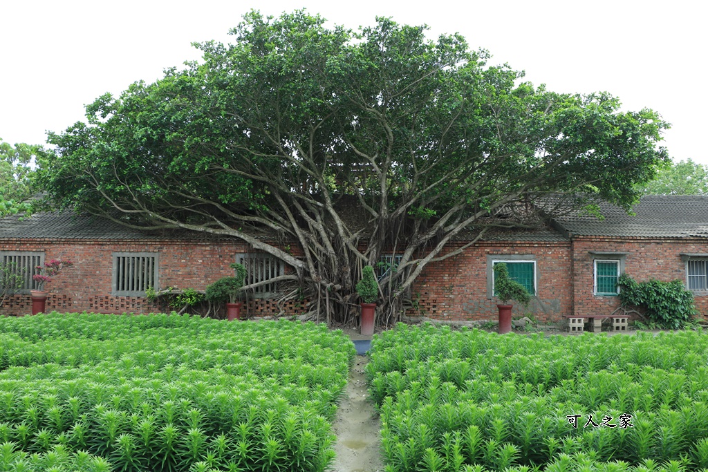 弧挺花,長春園藝孤挺花園,雲林四湖景點