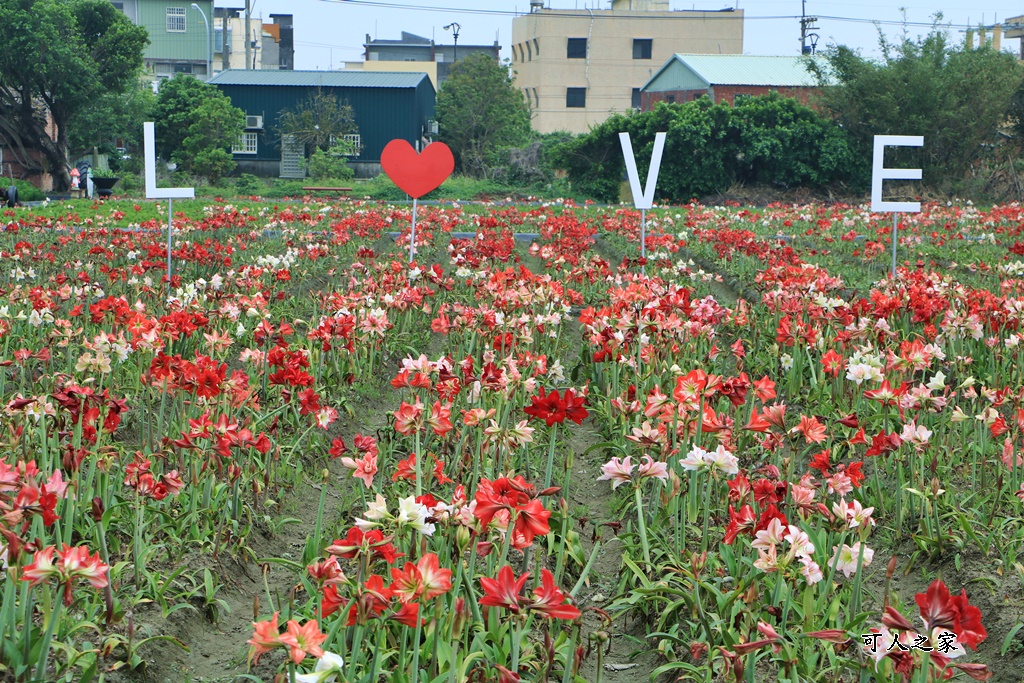 弧挺花,長春園藝孤挺花園,雲林四湖景點