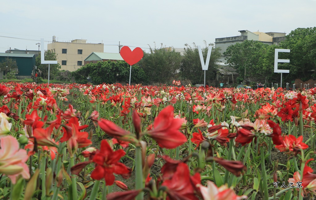 弧挺花,長春園藝孤挺花園,雲林四湖景點