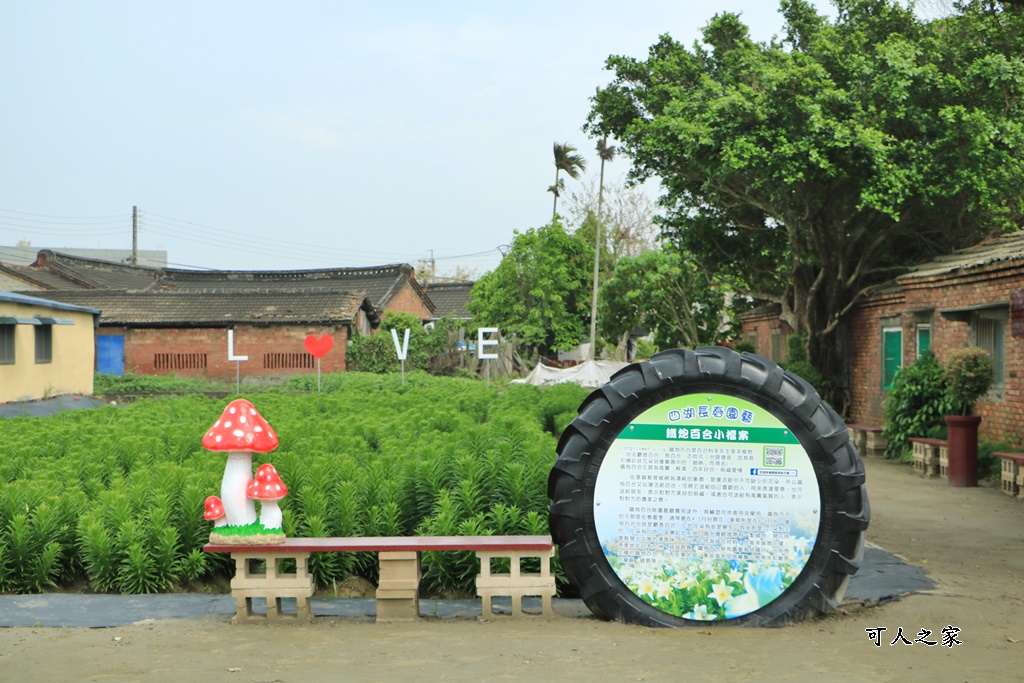 弧挺花,長春園藝孤挺花園,雲林四湖景點