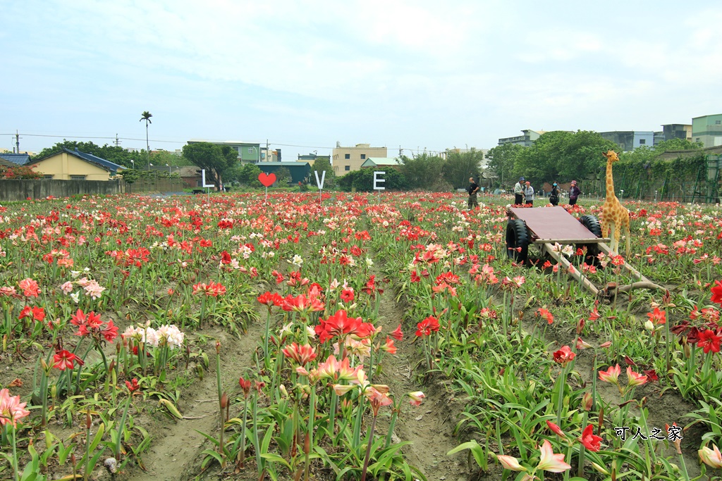 弧挺花,長春園藝孤挺花園,雲林四湖景點