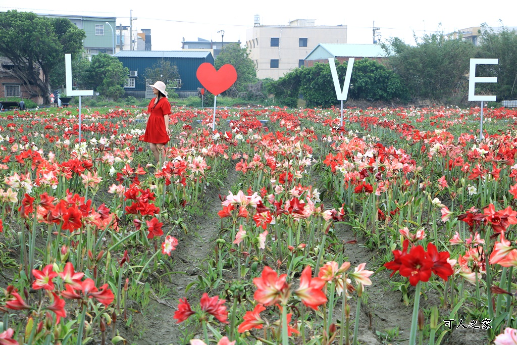 弧挺花,長春園藝孤挺花園,雲林四湖景點