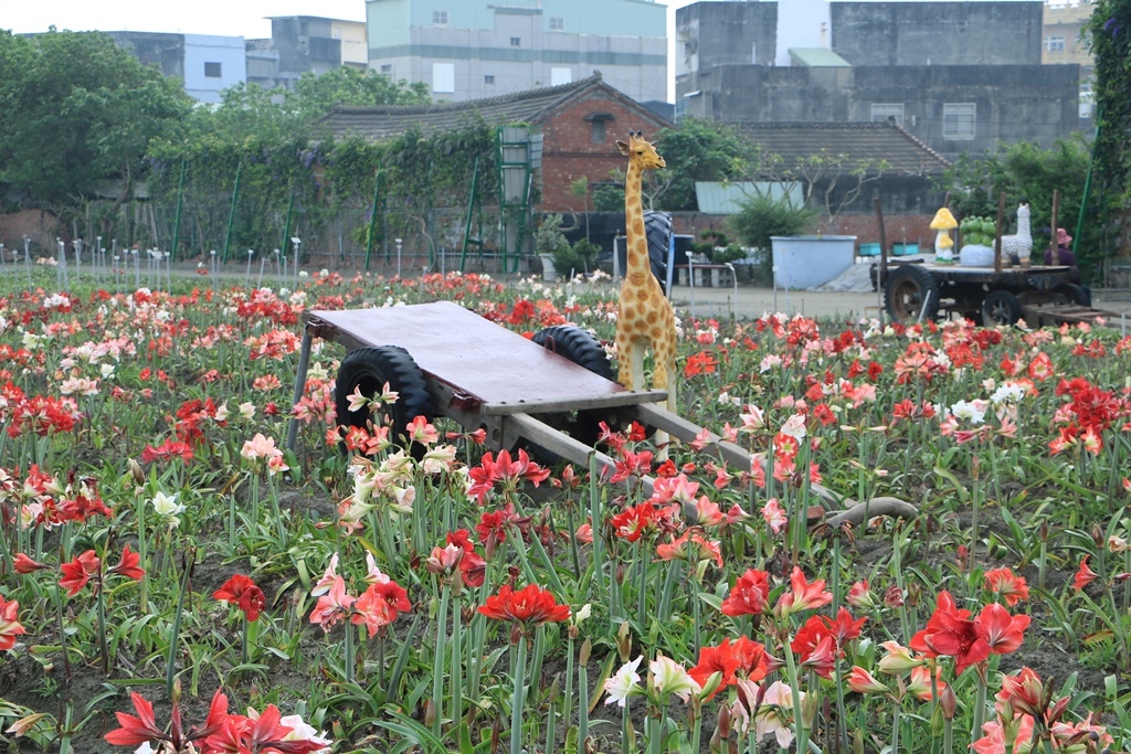 弧挺花,長春園藝孤挺花園,雲林四湖景點