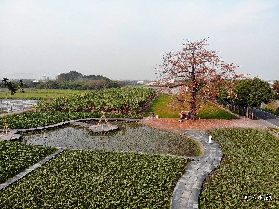 林內教芋部,百年木棉花