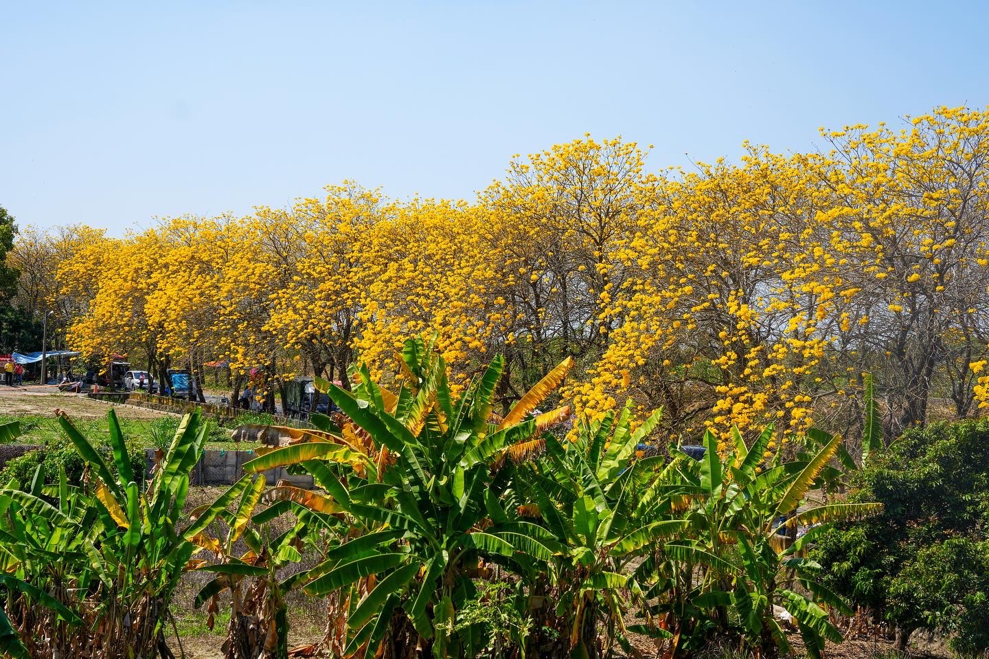 嘉義黃花風鈴木