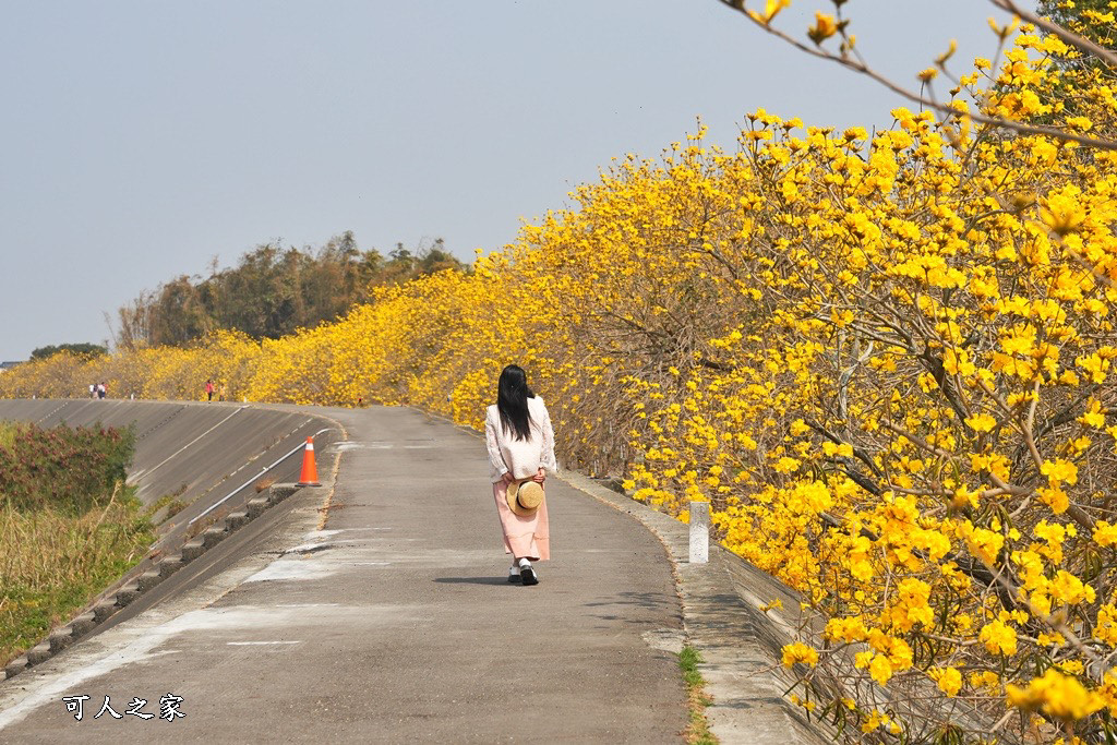 大林鎮陳井寮堤防黃花風鈴木