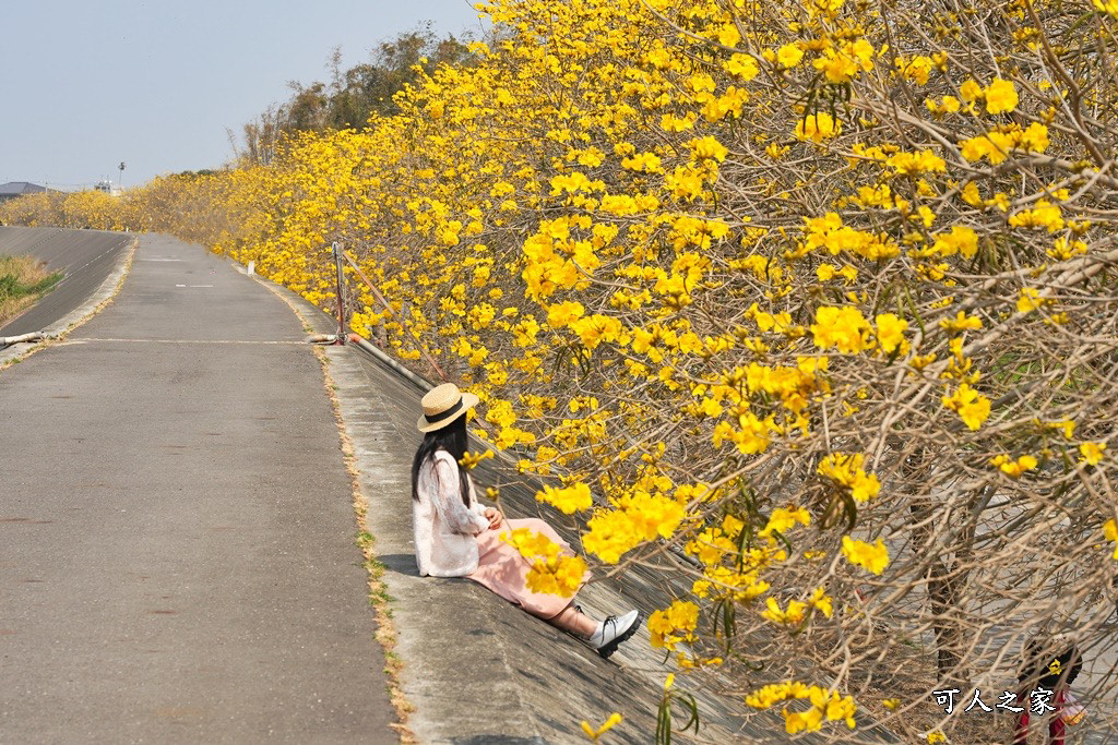 大林鎮陳井寮堤防黃花風鈴木