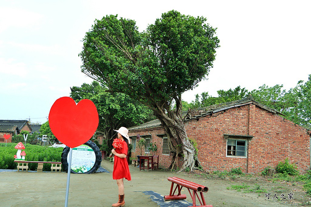 弧挺花,長春園藝孤挺花園,雲林四湖景點