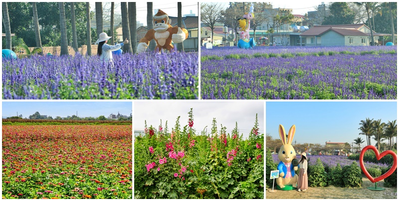 台南學甲景點,台南學甲蜀葵花文化節,百日草,蜀葵花,鼠尾草 @可人之家