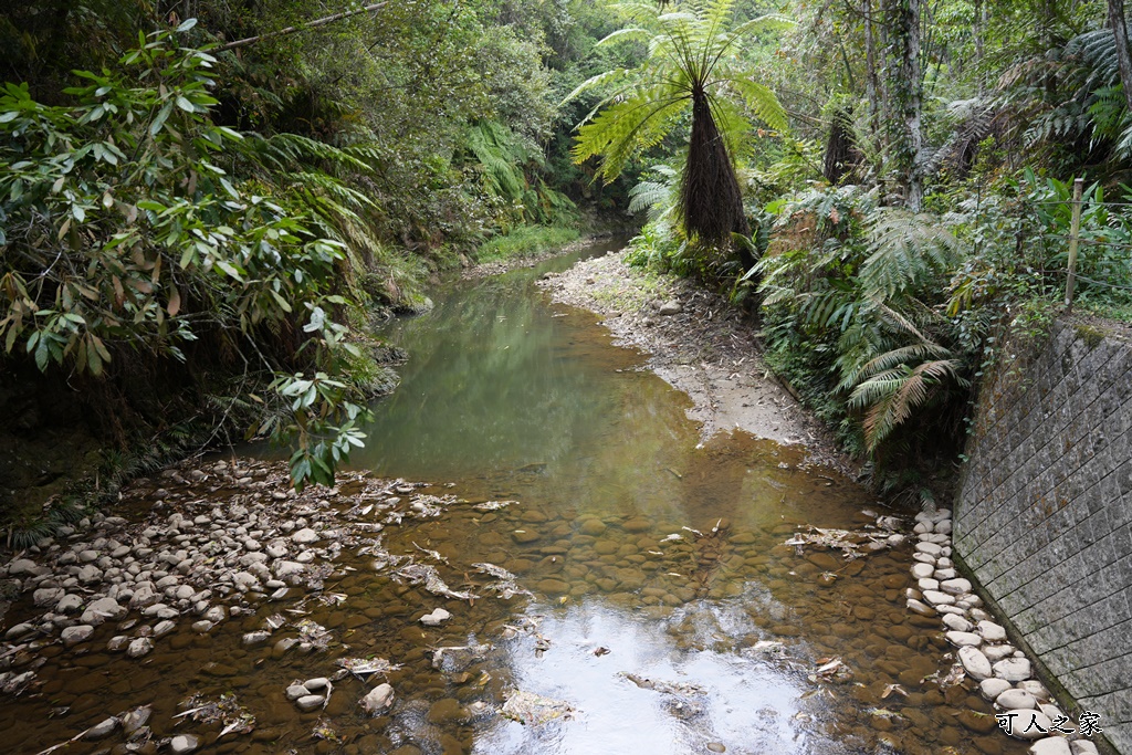 南投瀑布,南投魚池新景點,水上瀑布,澀水森林步道,魚池登山步道