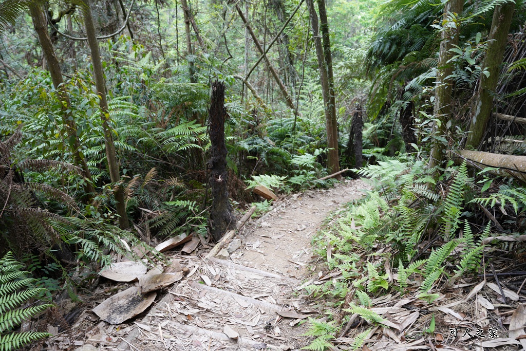 南投瀑布,南投魚池新景點,水上瀑布,澀水森林步道,魚池登山步道