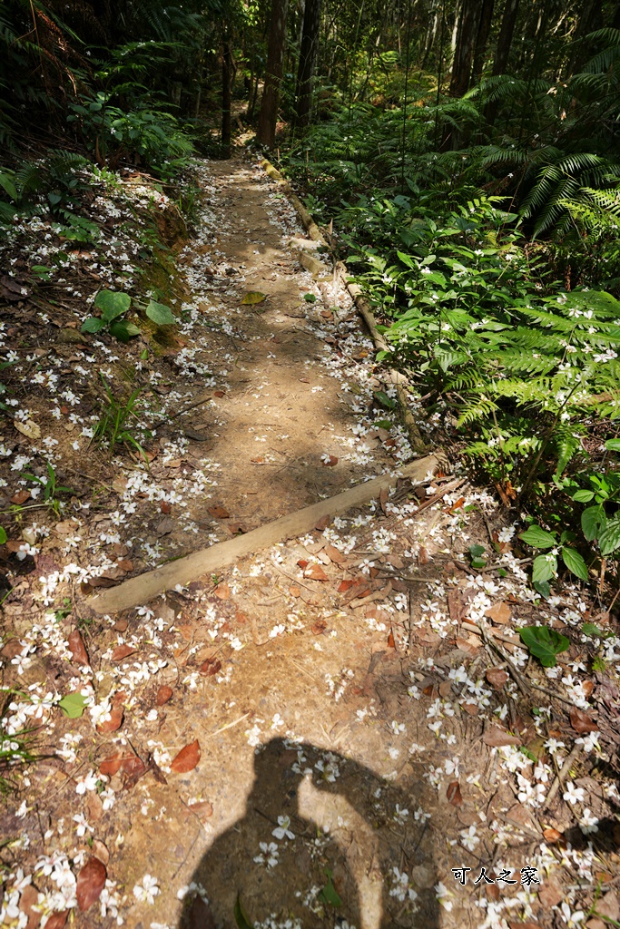 南投瀑布,南投魚池新景點,水上瀑布,澀水森林步道,魚池登山步道