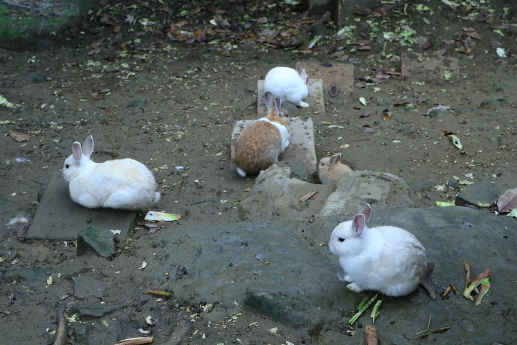 南投海盜屋,南投竹山景點,南投露營,小木屋,忘憂天空渡假村,樹屋,露營,露營有小木屋，搭帳