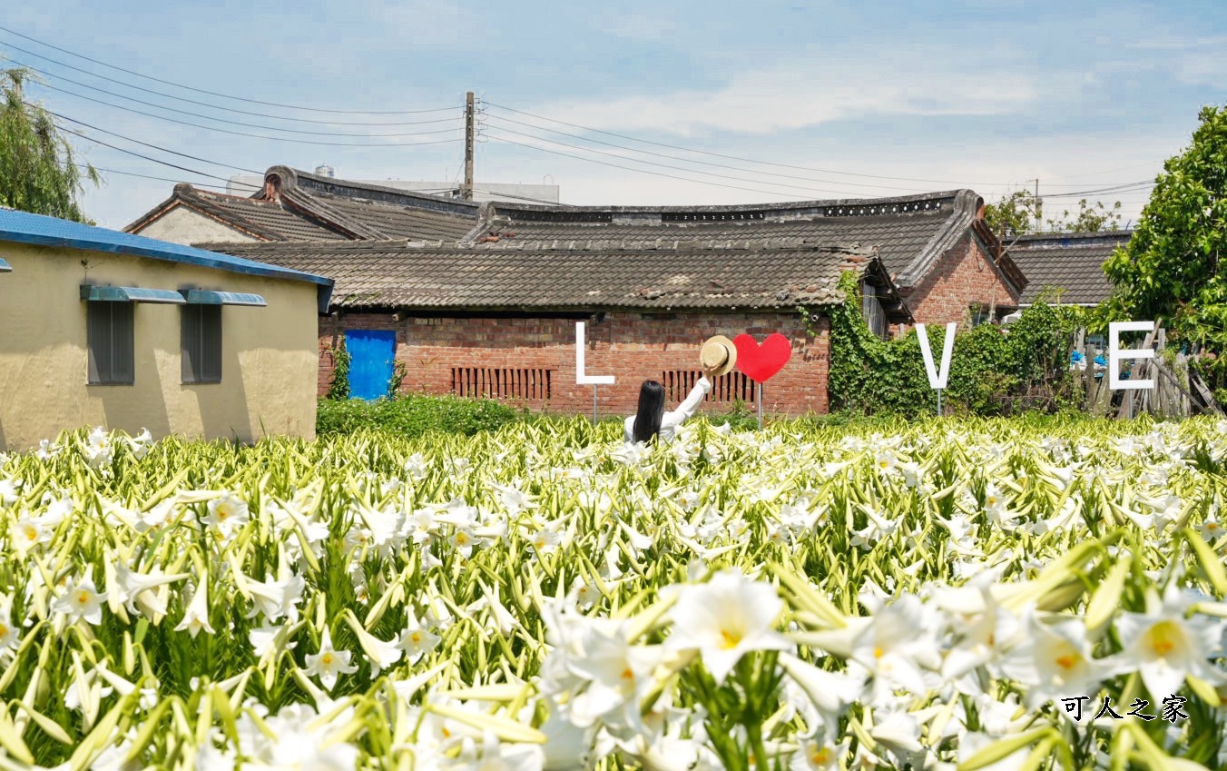 孤挺花百合花,新秘境,雲林四湖花海,雲林百合花