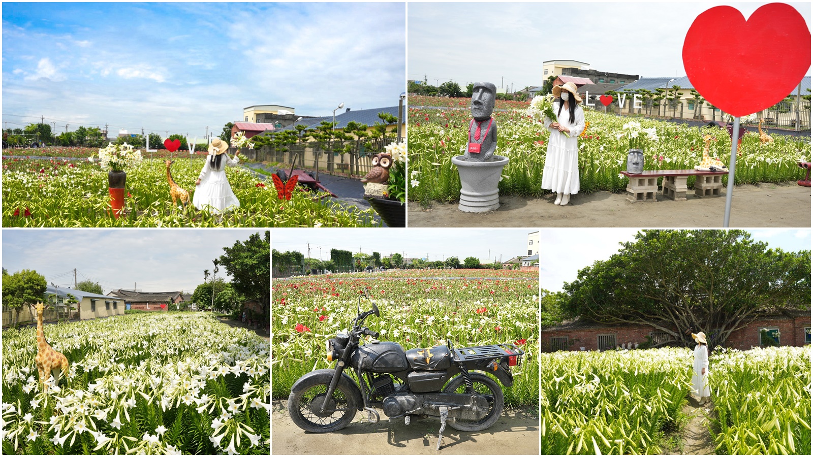 孤挺花百合花,新秘境,雲林四湖花海,雲林百合花