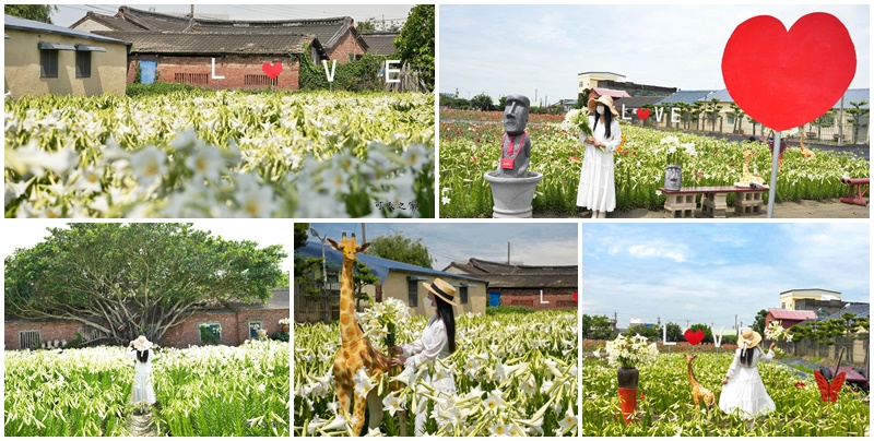 孤挺花百合花,新秘境,雲林四湖花海,雲林百合花 @可人之家