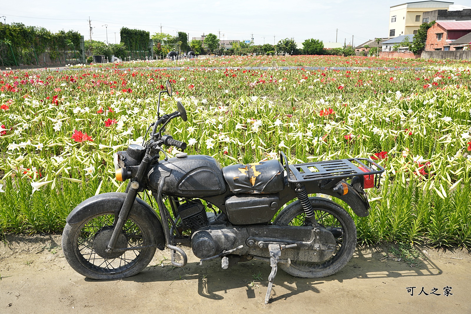 孤挺花百合花,新秘境,雲林四湖花海,雲林百合花