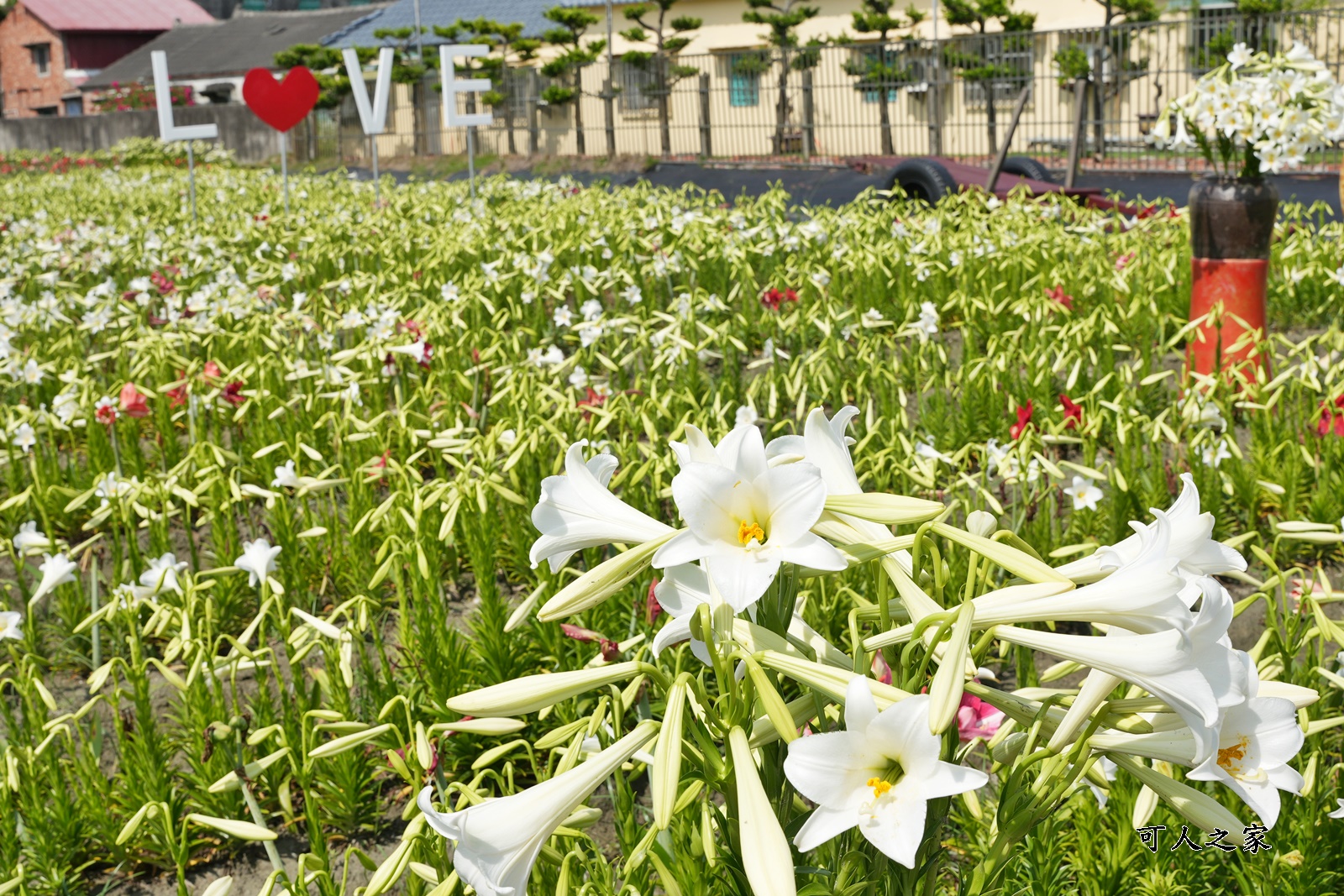 孤挺花百合花,新秘境,雲林四湖花海,雲林百合花