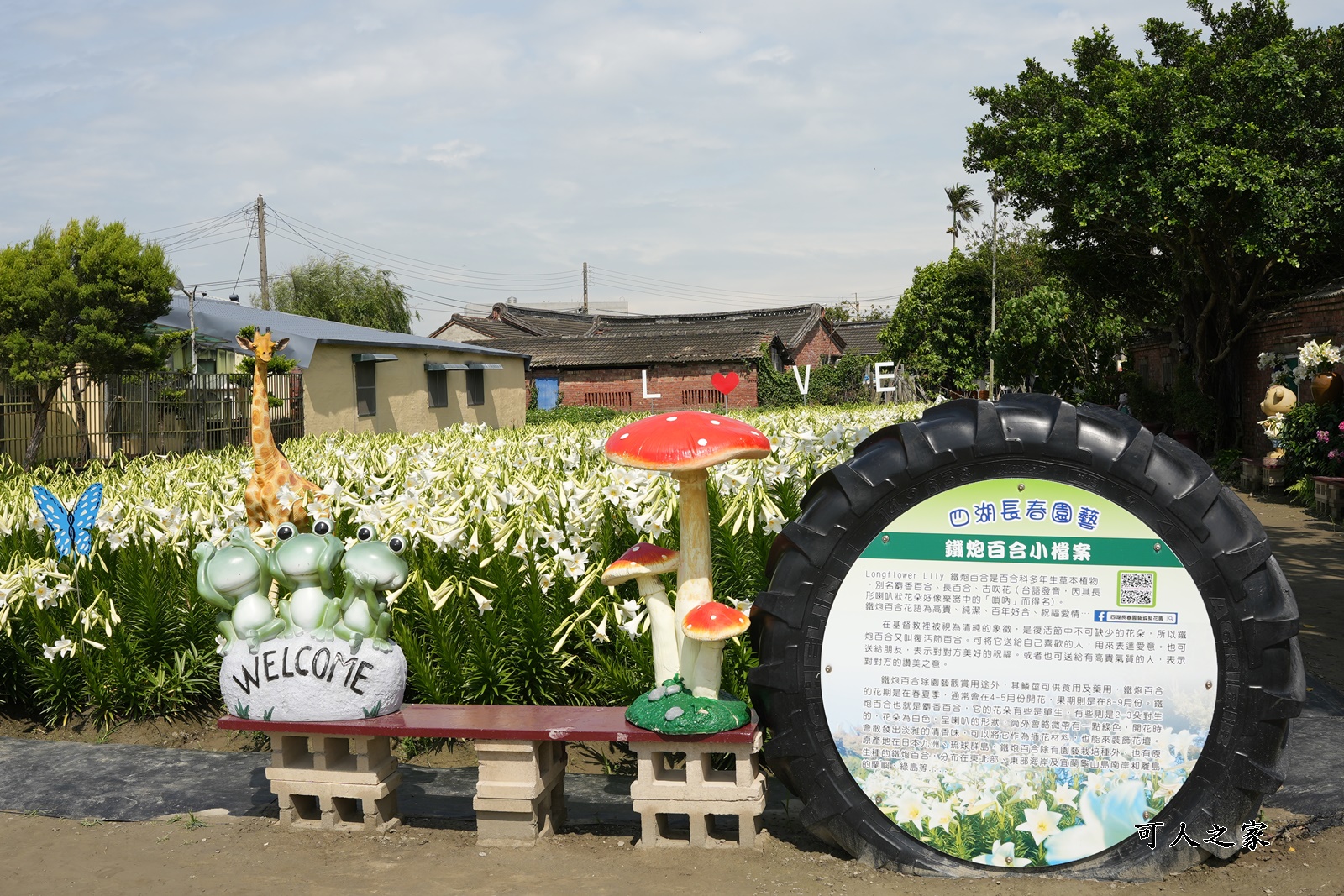 孤挺花百合花,新秘境,雲林四湖花海,雲林百合花