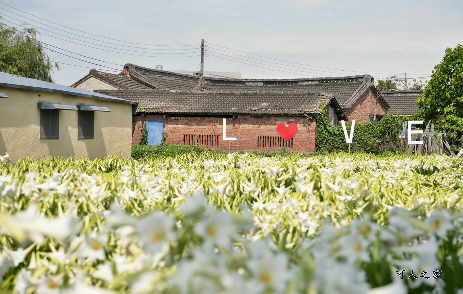 孤挺花百合花,新秘境,雲林四湖花海,雲林百合花