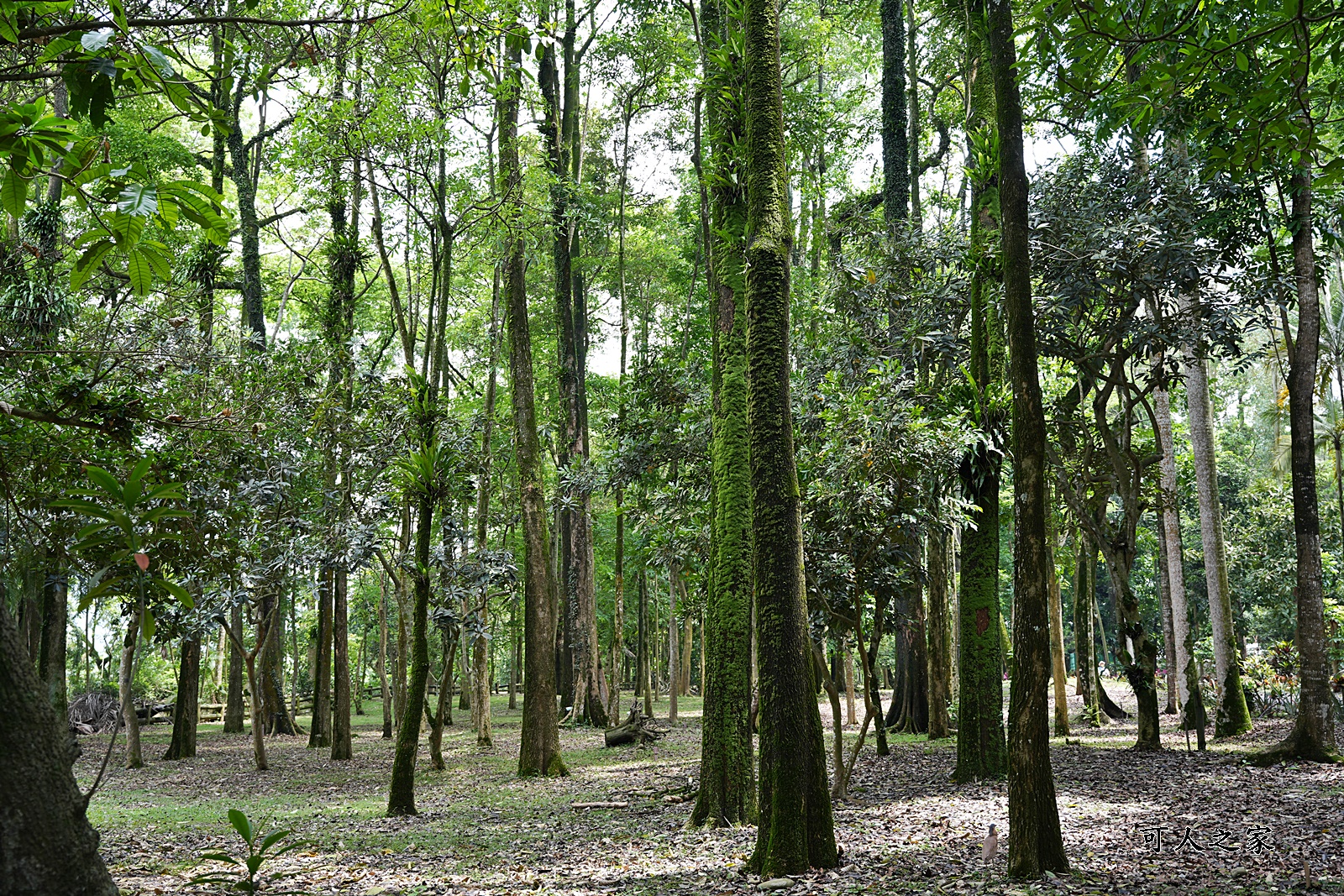 IG肖楠步道,下坪自然教育園區,南投景點,南投竹山景點,台大實驗林,親子景點