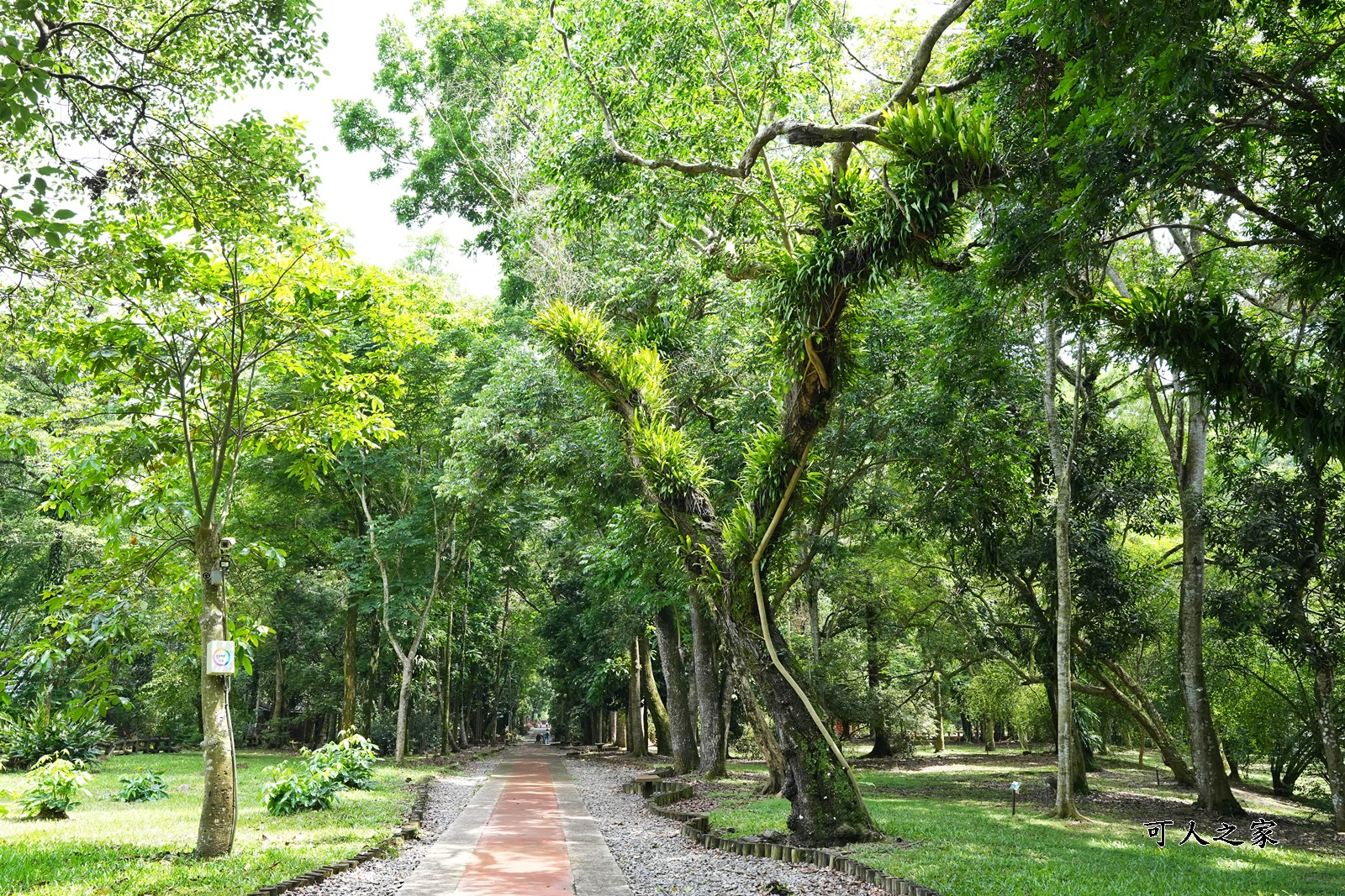 IG肖楠步道,下坪自然教育園區,南投景點,南投竹山景點,台大實驗林,親子景點