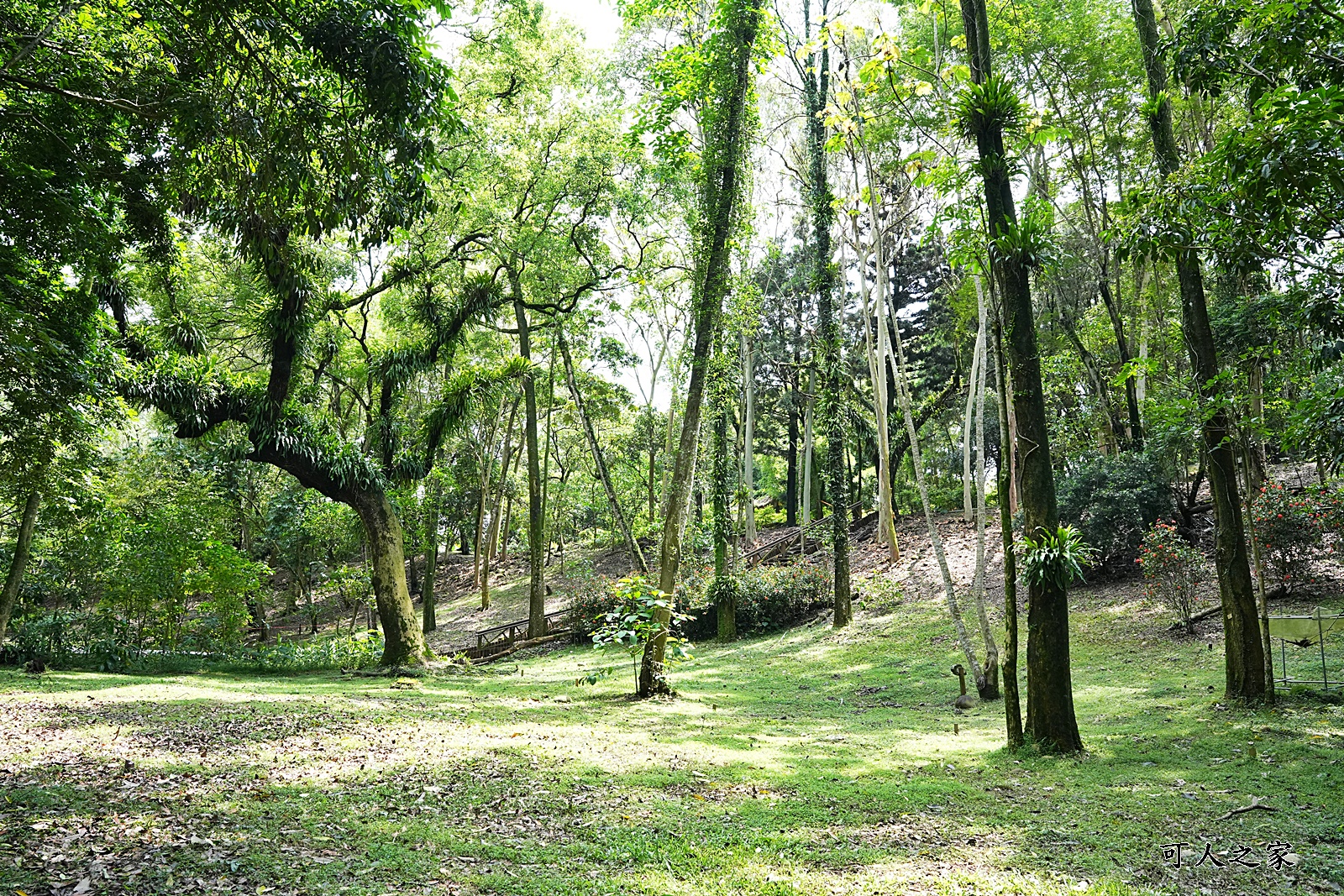 IG肖楠步道,下坪自然教育園區,南投景點,南投竹山景點,台大實驗林,親子景點