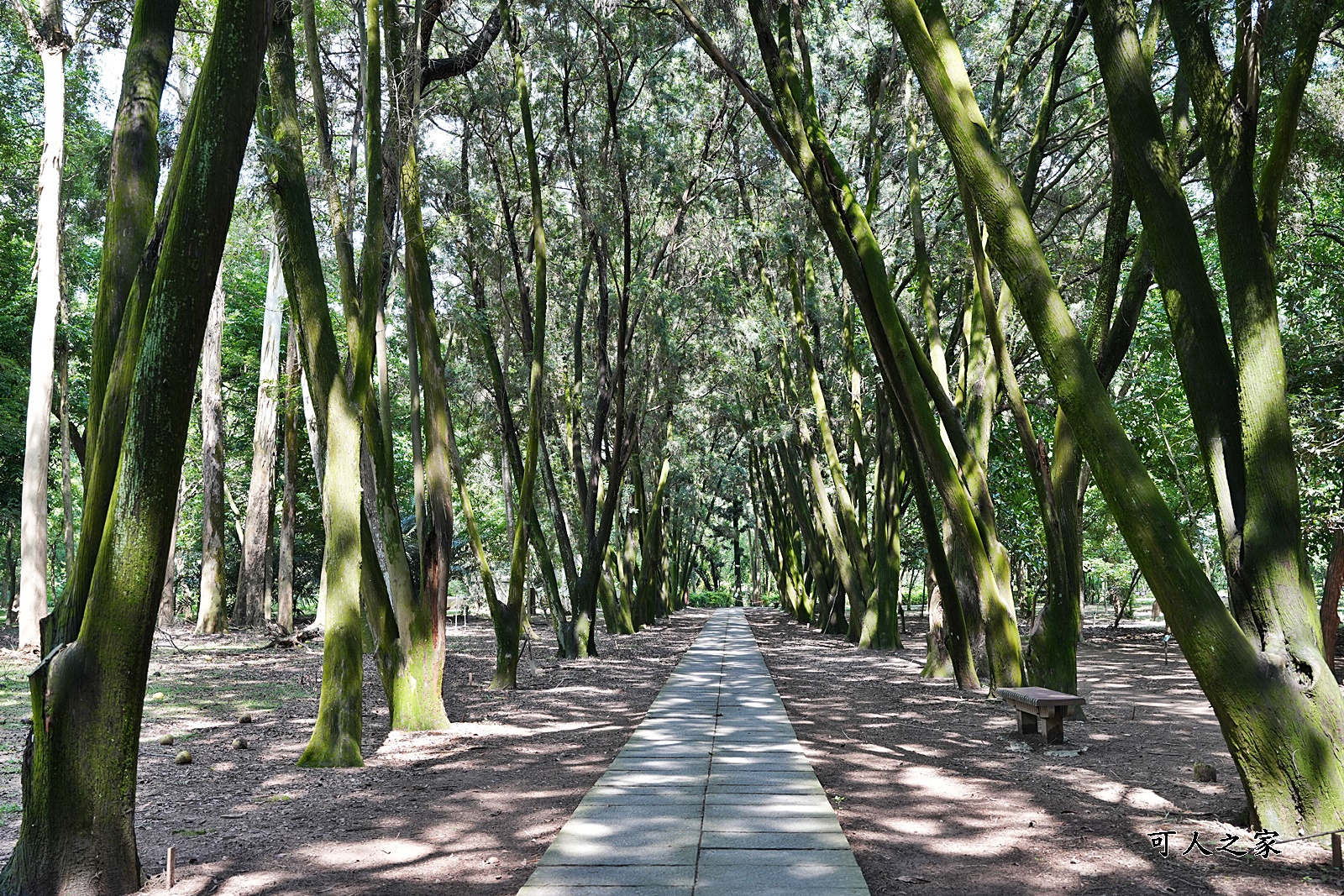 IG肖楠步道,下坪自然教育園區,南投景點,南投竹山景點,台大實驗林,親子景點