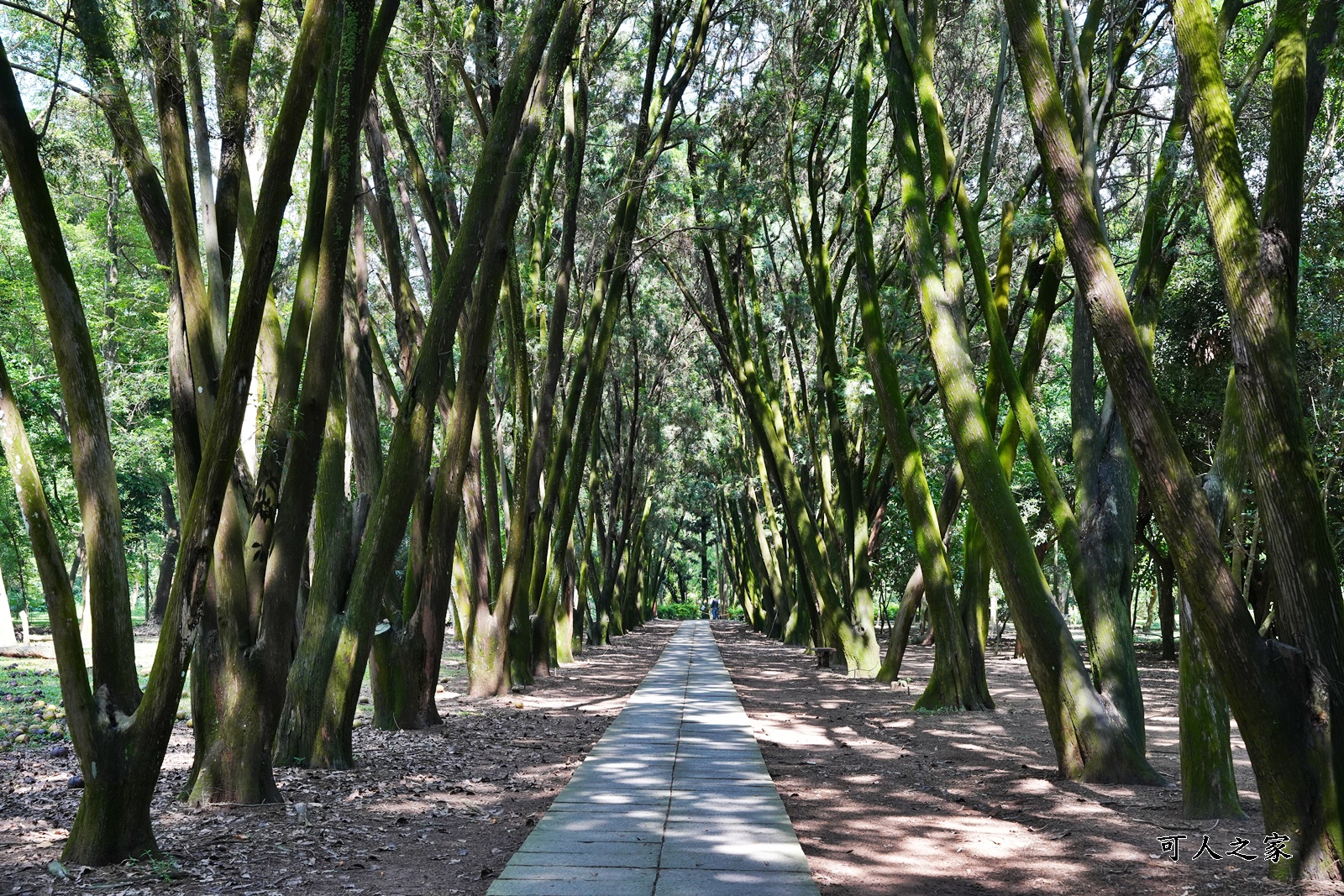 IG肖楠步道,下坪自然教育園區,南投景點,南投竹山景點,台大實驗林,親子景點