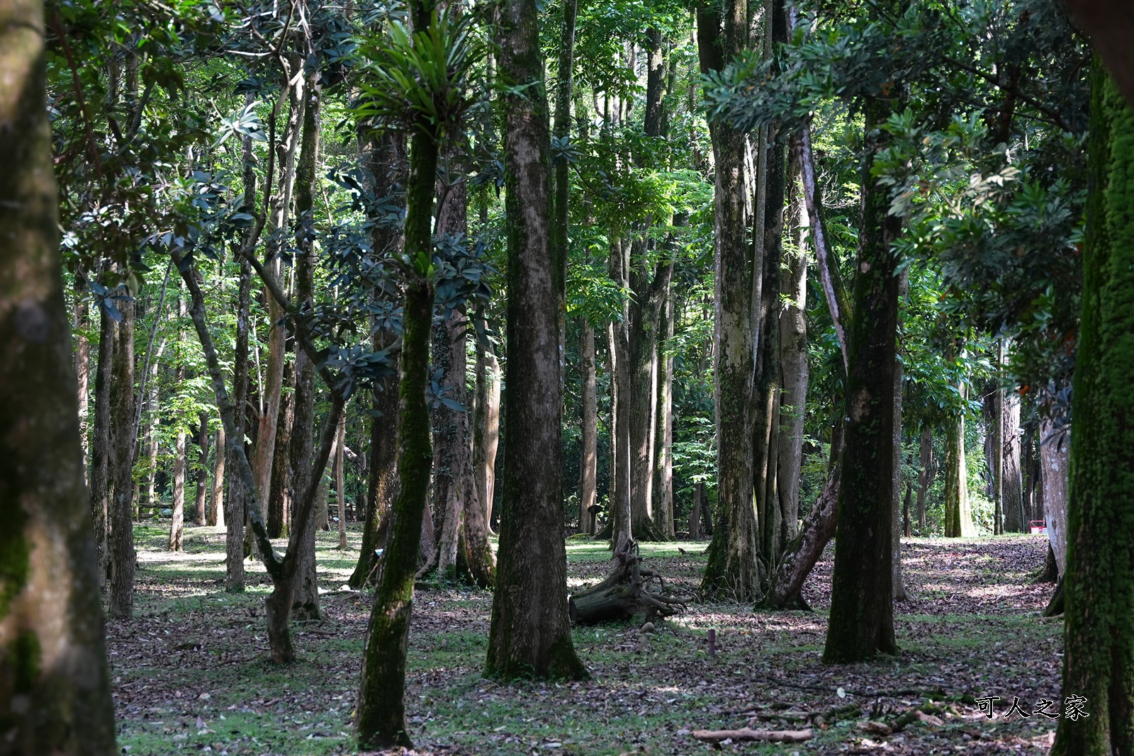 IG肖楠步道,下坪自然教育園區,南投景點,南投竹山景點,台大實驗林,親子景點