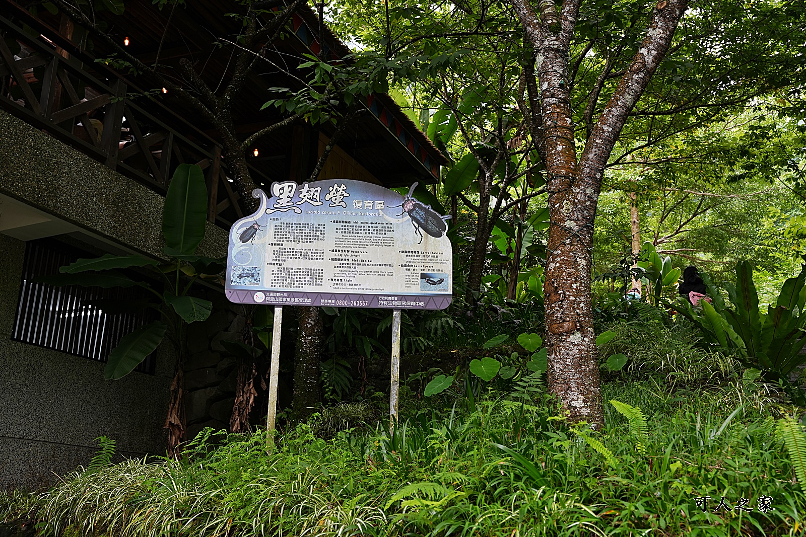 HANA廚房2023菜單,HANA廚房必吃餐點,嘉義美食,嘉義阿里山必吃美食,阿里山餐廳